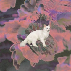 Premiere: Karola Blen - Nenufar