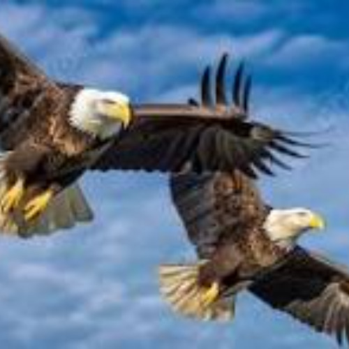 fly again unplugged version