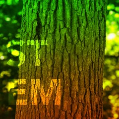 Stem