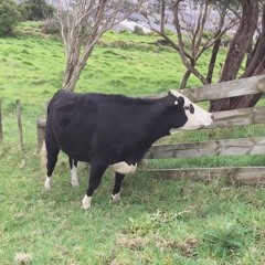 Muh Muh Muh Moo