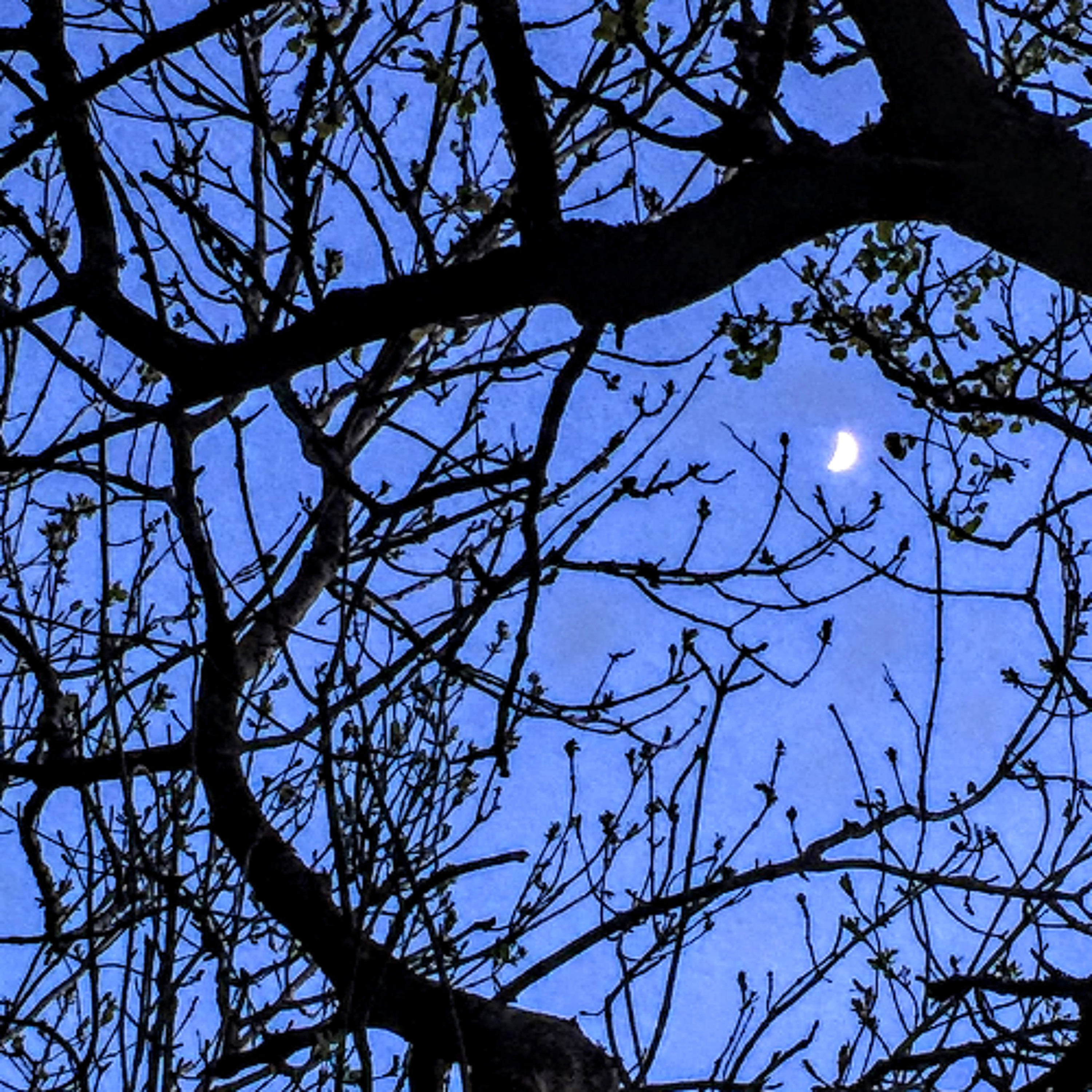 The Quiet Time Before First Light