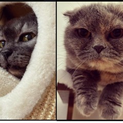 meow meow