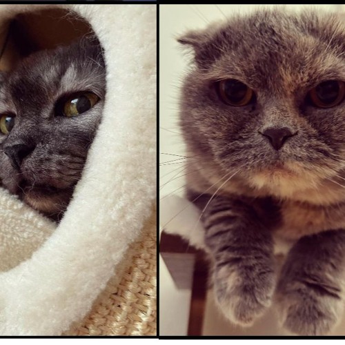 meow meow