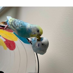 Playing with Neroo