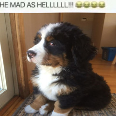 ✿✿**✿✿✿*✿✿✿*✿**✿✿✿*✿