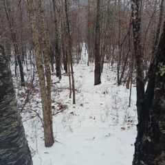 Liza's Up in the 'Simmon Tree - Pt. 2