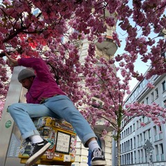 Kirschblüten