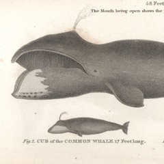 The Whale