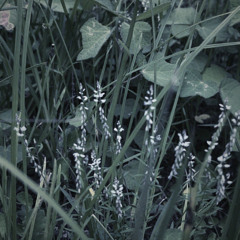 If flowers could speak