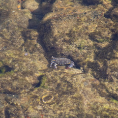 ¿Qué marca es tu perro?