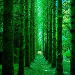 Emerald Forest