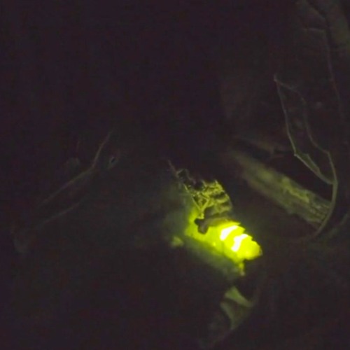 Stream teaser Glimwormen Nachtvinder by Remco de Kluizenaar | Listen ...
