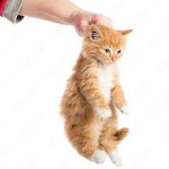 FREESTYLE FRIDAY 6 [PROD.KITTYFLOWER]