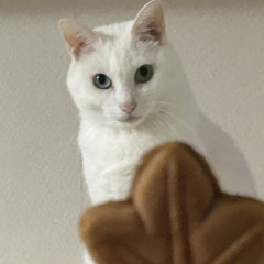 にゃにゃにゃー