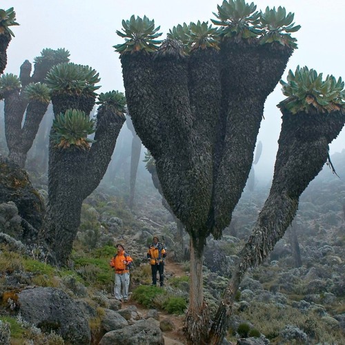 11:12 in cactus city control.r..