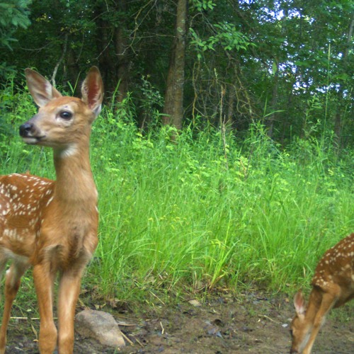 (scrapped) How to lose everything [demo]