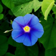 Madhubala || Amit Trivedi