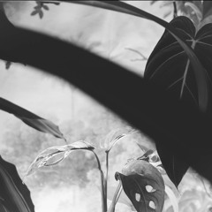 Belladonna Roadster