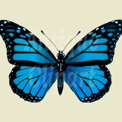 Butterfly - Live Ukulele