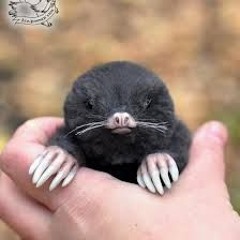 Molehill