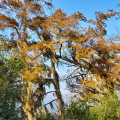 La Valse de Jean Billedeaux