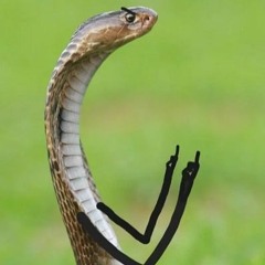 Pissin On Snakes