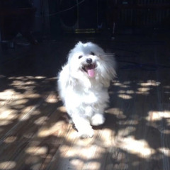 waltz - suneohair (piano)