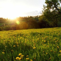 Wouter Schotte - Zongrasbloemlief [midi rendering]