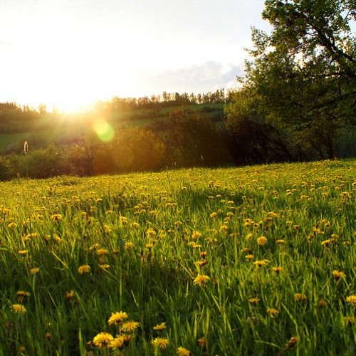 Wouter Schotte - Zongrasbloemlief [midi rendering]