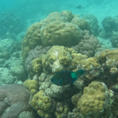 Filitheyo Maldives Hydrophone (2) June 2025