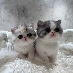 British Shorthair Kitten for Sale Singapore – Healthy, Friendly, and Lovable