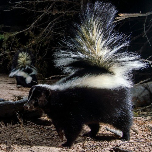 Panhandle Afield: Skunks