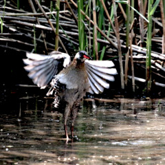 Rallus indicus