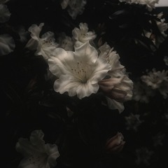 WILTED LOVE (IN ORDER)