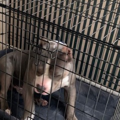 LIKE A DOG IN A CAGE [PROD @FROM01]