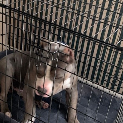LIKE A DOG IN A CAGE [PROD @FROM01]