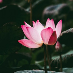 Lotus Flower