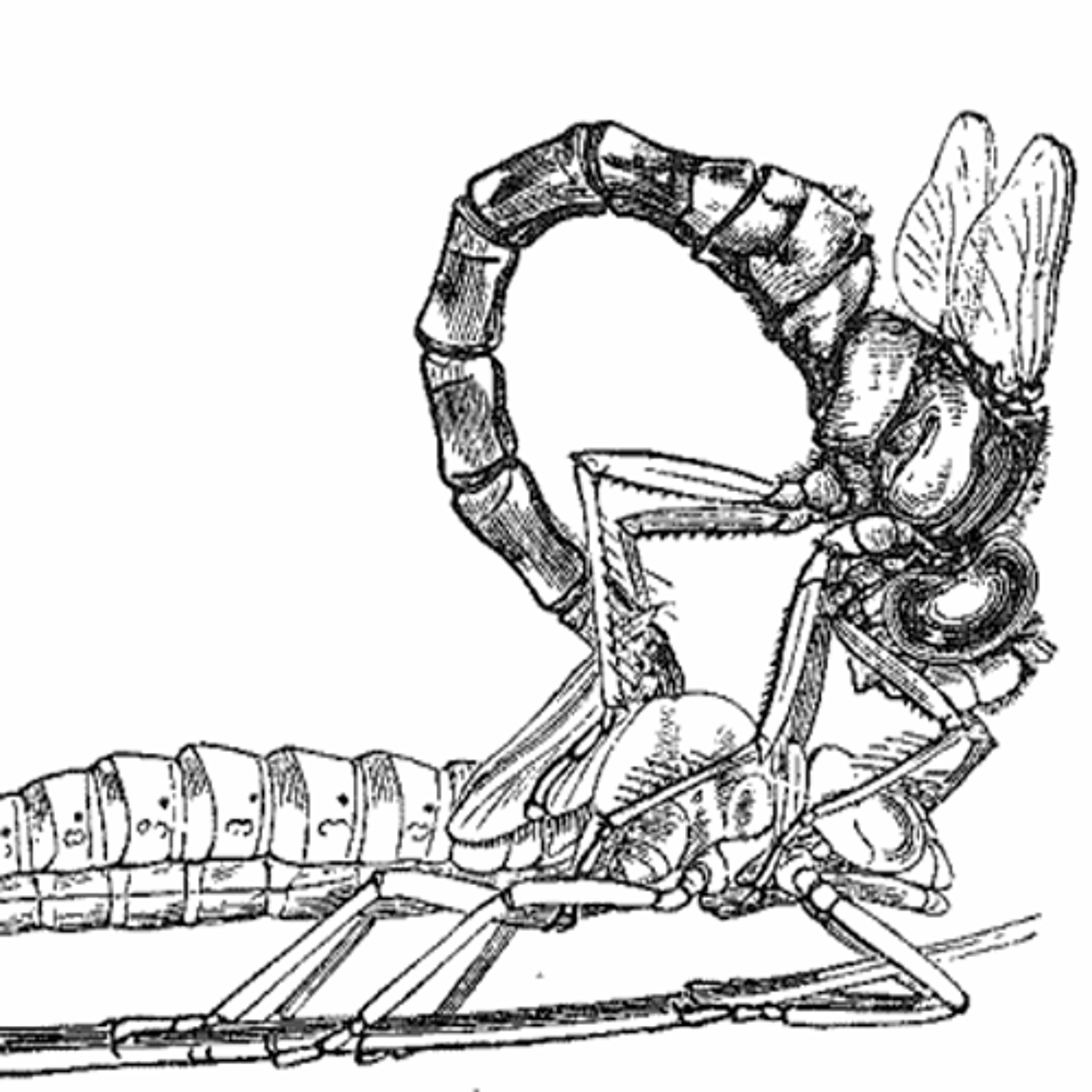 Automorphosis episode artwork
