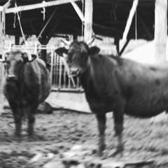 Cow shit freestyle