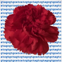 la vige en rose