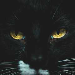 Il Gatto nero