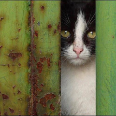 The Peeping Tom