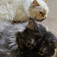 Blackie Vs Mario (The Cat Petting Rap)