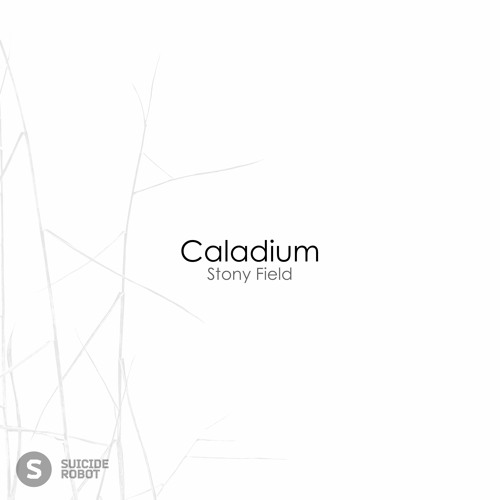 Caladium - No.. yes,, no-- yES''