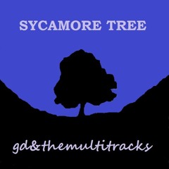 sycamore tree
