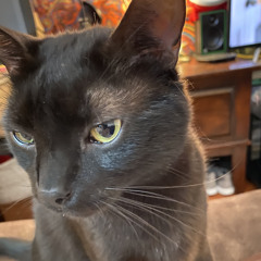 Socratic Feline Questioning - Trancemissions Existential Feat. Socrates The Cat