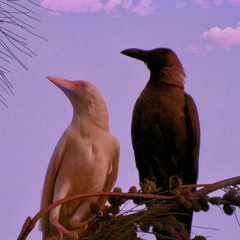 Pony-boy Curtis & Soda Pop (This Is My Mind) (This Is Important To Both Of Us)