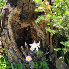 Hangin' By a Thread (Vocal and Acoustic Guitar)