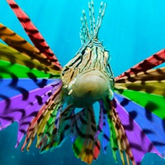 Rainbow Lionfish