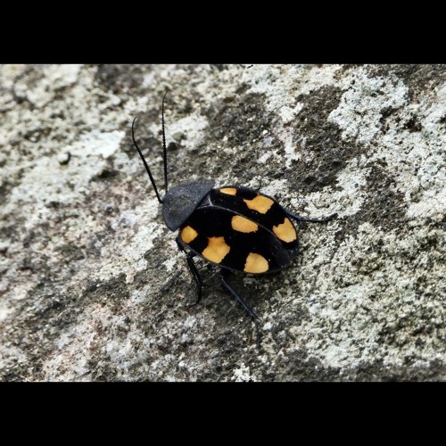 HK_Calm-&-Steady_tracks_306